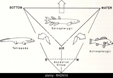 Bonner zoologische Monographien. Zoology. 140 and unpaired fins (von  Wahlert 1962). According to him, their epibenthic stem species had an organ  which functioned both as lungs to breathe atmospheric air and