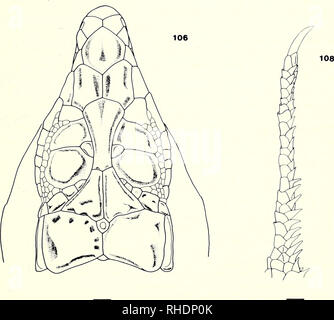 . Bonner zoologische Monographien. Zoology. Figs. 106—108. A. cantoris. Kireeree, Punjab, India. BM 1913.7.22.. Please note that these images are extracted from scanned page images that may have been digitally enhanced for readability - coloration and appearance of these illustrations may not perfectly resemble the original work.. Bonn, Zoologisches Forschungsinstitut und Museum Alexander Koenig Stock Photo