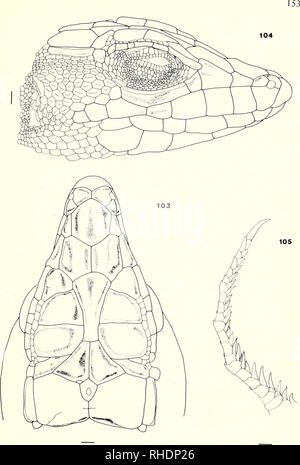 . Bonner zoologische Monographien. Zoology. Figs. 103 1—105. A. blanfordi. Jask, Iran. BM 1946.9.8.44.. Please note that these images are extracted from scanned page images that may have been digitally enhanced for readability - coloration and appearance of these illustrations may not perfectly resemble the original work.. Bonn, Zoologisches Forschungsinstitut und Museum Alexander Koenig Stock Photo