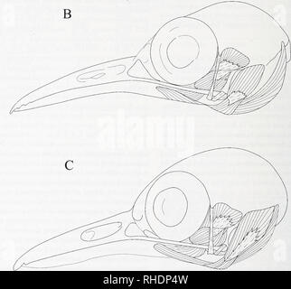 . Bonner zoologische Monographien. Zoology. FIG. 5. Morphology of the outer layer of the jaw apparatus muscles in three insectivorous timaliid species, side view: A - Buff-breasted Babbler Pellorneum tickelli, B - White-bellied Yuhina Erpornis zantholeuca, C - Scaly-crowned Babbler Malacopteron cinereum. 202. Please note that these images are extracted from scanned page images that may have been digitally enhanced for readability - coloration and appearance of these illustrations may not perfectly resemble the original work.. Bonn, Zoologisches Forschungsinstitut und Museum Alexander Koenig Stock Photo