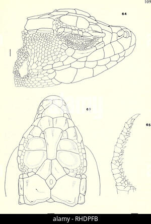 . Bonner zoologische Monographien. Zoology. Figs. 63—65. A. robustus. Palmyra, Syria. USNM 123735.. Please note that these images are extracted from scanned page images that may have been digitally enhanced for readability - coloration and appearance of these illustrations may not perfectly resemble the original work.. Bonn, Zoologisches Forschungsinstitut und Museum Alexander Koenig Stock Photo