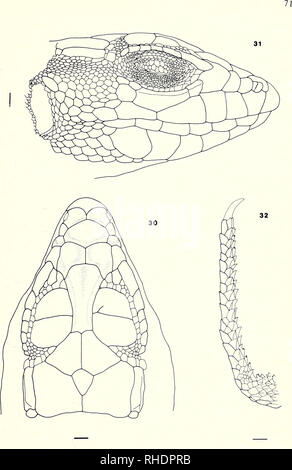 . Bonner zoologische Monographien. Zoology. Figs. 30—32. A. bland Tunis, Tunisia. BM 1946.9.3.3.. Please note that these images are extracted from scanned page images that may have been digitally enhanced for readability - coloration and appearance of these illustrations may not perfectly resemble the original work.. Bonn, Zoologisches Forschungsinstitut und Museum Alexander Koenig Stock Photo