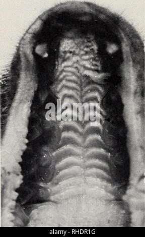 . Bonner zoologische Monographien. Zoology. 58 Cardioderma cot C. cor ist wie die vorhergehende Art in ihrer Verbreitung auf Afrika beschränkt. Das Gaumenfaltenmuster ist sehr ähnlich dem von Lavia. Die Zahl der Falten beträgt bei dem vorliegenden Exemplar 10; außerdem be- findet sich zwischen der 8. und 9. Falte jederseits eine kurze, seitlich an- setzende Zwischenfalte. Megaderma spasma Von der in Vorder- und Hinterindien bis Sumatra, Borneo und den Phi- lippinen verbreiteten Art wurden 3 Exemplare untersucht. Die Zahl der Falten beträgt mindestens 11, von denen die vorderen jedoch in ihrem  Stock Photo