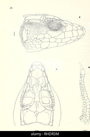 . Bonner zoologische Monographien. Zoology. Figs. 4—6. A. boskianus. Taohuna, Tripolitania, Libya. BM 1975.1200.. Please note that these images are extracted from scanned page images that may have been digitally enhanced for readability - coloration and appearance of these illustrations may not perfectly resemble the original work.. Bonn, Zoologisches Forschungsinstitut und Museum Alexander Koenig Stock Photo