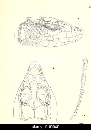 . Bonner zoologische Monographien. Zoology. Figs. 1—3. A. micropholis. Bampur, Baluchistan. BM 74.11.23.78.. Please note that these images are extracted from scanned page images that may have been digitally enhanced for readability - coloration and appearance of these illustrations may not perfectly resemble the original work.. Bonn, Zoologisches Forschungsinstitut und Museum Alexander Koenig Stock Photo