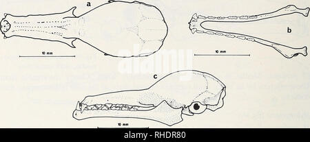 . Bonner zoologische Monographien. Zoology. 60 bend); orbital processes lacking; zygomatic arches liiglily reduced, usually indetectable at prepared skull. Skull base with elongate bony palate , the posterior edge reaching the alisphenoid canal. Palate trapezoid m basal view (caninal width of the palate smaller than molar width of the palate).. Fig.47: Choeronycteris mexicana, a: skull dorsal view, b: mandible top view, c: skull lateral view Vomer covered by palatinimi, septimi continues as a presphenoid ridge up to the end of the presphenoid. Alltogether, the base is stronger vaulted than in  Stock Photo