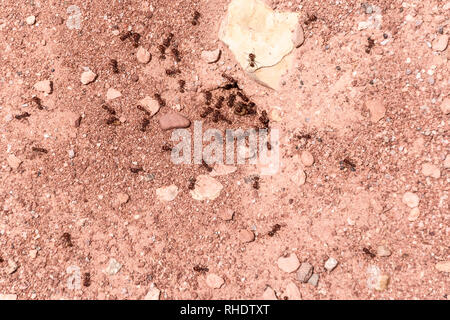 Ant on rocks and red soil Stock Photo