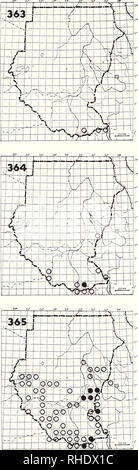 . Bonner zoologische Monographien. Zoology. 124. 363 Star-spotted Nightjar (555) Caprimulgus stellatus simplex R? LM? NBR rare dry acacia scrub Remarks: Very little known (Macdonald &amp; Cave 1948, van den Elzen &amp; König 1983) 364 Freckled Nightjar (554) Caprimulgus iristigma tristigma R BR 4 fairly common but local rocky hills up to 2000 m Remarks: Records at Tambura (G. Niko- laus) may refer to the West African sub- species sharpei 365 Standard-winged Nightjar ((563) Macrodipteryx longipennis LM AM (8-5) BR 3-5 common, locally very common woodland and wooded grassland, often no- ticed on Stock Photo