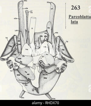 . Bonner zoologische Monographien. Zoology. 148. Fig.263: Parcoblatta lata (Blattaria, Blattellidae, Blattellinae) - Male postabdomen as in fig.262, after removal of further parts of abdominal tergites 9 and 10 (especially TlOv) and supraanal lobe. Distal part of rectum and basal parts of cerci cut open. Another part of musculature shown. - Scale: 1mm. &gt; p. 149 Figs.264,265: Parcoblatta lata (Blattaria, Blattellidae, Blattellinae) - 264: Male postabdomen in dorsal view; with phallomere complex, subgenital plate, and lateral parts of abdominal tergite 9. - 265: Subgenital plate in dorsal vie Stock Photo