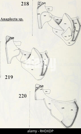 . Bonner zoologische Monographien. Zoology. 130. Figs.218-220: Anaplecta sp. (Blattaria, Blattellidae, Anaplectinae) - Left complex in dorsal view with successive removal of its parts (mainly of dorsal ones). - Scale: 1mm.. Please note that these images are extracted from scanned page images that may have been digitally enhanced for readability - coloration and appearance of these illustrations may not perfectly resemble the original work.. Bonn, Zoologisches Forschungsinstitut und Museum Alexander Koenig Stock Photo