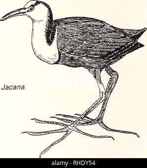 . Bonner zoologische Monographien. Zoology. JACANIDAE — JACANAS 192 Jacana (264) Actophilornis africanus LM BR 7, 8 very common swamps and open water with floating vege- tation Remarks: Distinct movements with the rain. 193 Lesser Jacana (265) Microparra capensis LM NBR rare floating vegetation on lakes and large rivers Remarks: Migrating north during the rains ROSTRATULIDAE —PAINTED SNIPES 194 Painted Snipe (297) Rostratula benghalensis benghalensis R? LM AM? BR 4, 5 uncommon and local swamps with mudbanks and thick vegeta- tion Remarks: Little information on status and movements. Please note Stock Photo