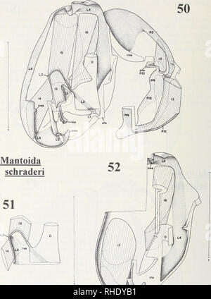 . Bonner zoologische Monographien. Zoology. 58. Figs.50-52: Mantoida schraderi (Mantodea, Mantoididae) - 50: Left complex and right phallomere in dorsal view; each figure with some muscles; parts of phallomere complex removed. - 51: Detail of left complex in dorsal view (compare fig.46); with some muscles. - 52: Left complex in dorsal view; with some muscles; parts of left complex removed (mainly dorsal ones). - Scale: 1mm.. Please note that these images are extracted from scanned page images that may have been digitally enhanced for readability - coloration and appearance of these illustratio Stock Photo