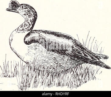 . Bonner zoologische Monographien. Zoology. 66 Spur-winged Goose (100) Plectropterus gambensis LM AM (4-7) BR 9 fairly common swampy grassland Remarks: Migrating north in late dry sea- son; very few records from October to De- cember 67 Hartlaub's Duck (93) Pteronetta hartlaubii R BR 7, 8 uncommon forest streams Remarks: Recent status unknown. Knob-billed Duck 68 Knob-billed Duck (98) Sarkidiornis melanotos melanotos AM (6-10) LM BR 8 seasonally common swamps and marshes Remarks: 3 recoveries from Zimbabwe to Darfur (6, 7, 10). Movements not clear. Please note that these images are extracted f Stock Photo
