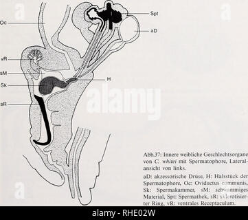. Bonner zoologische Monographien. Zoology. 69 Granuläre Bestandteile sind auch dem Sperma anderer Dipteren beigemengt (Culicoides melleus (Linley 1981a), Glyptotendipes paripes (Leppla et al. 1975), Simulium salopiense (Davies 1965), Drosophila melanogaster (Nonidez 1920), Aedes aegypti (Spielman 1964)). Ihre Funktion ist noch nicht geklärt. Möglicherweise enthalten die elektronendichten Tröpfchen in der Spermatophore von C. whitei eine Art „Proviant&quot; für die wochenlange Speicherung der Spermatozoen im Weib- chen, oder sie tragen zur Ernährnung des Weibchens bei (Thornhill 1976b). Bildun Stock Photo