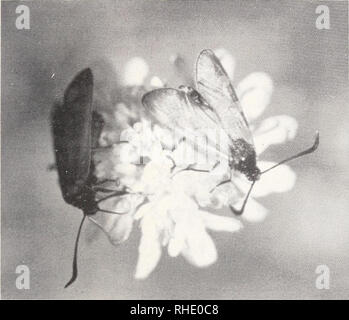 . Bonner zoologische Monographien. Zoology. 17. Abb. 2: (Photo: H. Meinig) Oberschütt, Villach, Öster- reich: Z. transalpina auf Nektarpflanze Tauben- Grindkraut (Scabiosa co- lumbaria) Mainfranken, im Altmühltal und in Thüringen (Z. angelicae rhatisbonensis und Z. hippocrepidis) - auf der ganzen Länge der sekundären Kontaktzonen z.B. in der Steier- mark und Slovenien fZ transalpina/Z. angelicae), im Oberrheingebiet fZ hippocrepidis/Z. transalpina) und im Westalpenbereich, in Mittel- und Südfrankreich fZ. hippocrepidis/Z. transalpina) kommt es zur Ausbildung rezenter geographischer Intergradie Stock Photo