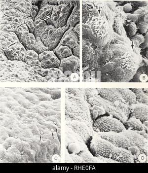 . Bonner zoologische Monographien. Zoology. 66. Fig.37: SEM of the skin of rrichoniycteriis areolatiis Valenciennes. A: Distribution of taste buds on epidermal papillae (300x) at the base of the maxillary barbel; B: Enlargement (l,500x) of a taste bud; note gustatory terminal processes indicated by arrows; C: Skin posterior to the pectoral girdle in Trichoinycterus areolatus: a few droplets of goblet cells are indicate by arrows (l,500x); D: Enlarge- ment (5,600x) of a section of the skin posterior to the pectoral girdle. microridges; droplets of different sizes of goblet cells are observed at Stock Photo