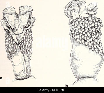 . Bonner zoologische Monographien. Zoology. 17. Fig. 3 a &amp; b. Hemipenis of C. africanus. a = sulcal view, b = lateral view. Chamaeleo calyptratus Dumeril, 1851 (Fig. 4) ZFMK 29067 Sana, Yemen Hemipenes clavate, pedicel one third of hemipenislength. Sulcal lips well developed and partially set with rows of minute papillae. The truncus is calyculate, i. e. proximally there are parallel ridges that interconnect gradually to enclose large transversely elongated calyces halfway the pedicel and the apex. The apex terminates in a pair of large sickle-shaped rotulae. Proximally at the sulcal side  Stock Photo