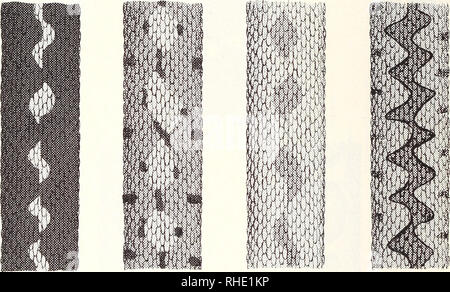 . Bonner zoologische Monographien. Zoology. 28 xanthina. But the central parts of the blotches are rather reduced and fade away almost totally with growth, leaving the darker anterior and posterior margins of each blotch. This results in an irregular, transversely banded pattern (Fig. 5 E). The numbers of these transverse bands (^T = 54 ± 1.0) are also about twice the number of that found in xanthina. In most females in the western (Mt. Liban) population, much of the colour in the blotches remains in adult stage, resulting in similarities to females of xanthina, although much paler (Fig. 5 D). Stock Photo