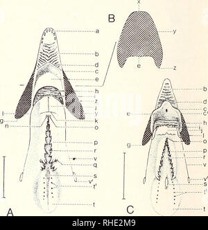 . Bonner Zoologische Monographien. Zoology. 30. Fig. 9: Diplomystes ...