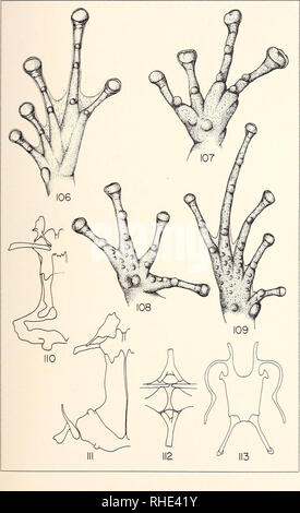 . Bonner zoologische Monographien. Zoology. Planche 28. Please note that these images are extracted from scanned page images that may have been digitally enhanced for readability - coloration and appearance of these illustrations may not perfectly resemble the original work.. Bonn, Zoologisches Forschungsinstitut und Museum Alexander Koenig Stock Photo