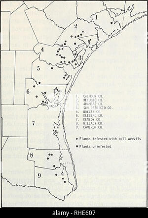 . Boll weevil suppression, management, and elimination technology : proceedings of a conference, February 13-15, 1974, Memphis, Tennessee. Boll weevil, Control, Congresses. Figure 1.—Distribution of Cienfuegosia driimmondii along the lower Texas gulf coast, with designation of localities infested by the boll weevil. Distribution based on records made during the present study, Fryxell (1969), and information provided by M. J. Lukefahr. Coastal Bend region of Texas (Gould and Box 1965). Kenedy County is the only county in this series in which C. drummondii is not known to occur. The reason for t Stock Photo