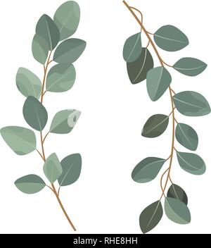Set of eucalyptus branches isolated on white background. Stock Vector