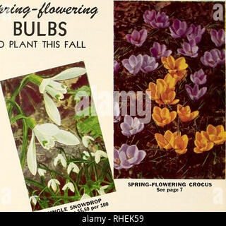. Bolgiano's selected bulbs plants seeds for 1951 fall planting. Nurseries (Horticulture) Catalogs; Bulbs (Plants) Catalogs; Seeds Catalogs. ^rt&gt;-. Please note that these images are extracted from scanned page images that may have been digitally enhanced for readability - coloration and appearance of these illustrations may not perfectly resemble the original work.. F. W. Bolgiano &amp; Co; Henry G. Gilbert Nursery and Seed Trade Catalog Collection. Washington, D. C. : F. W. Bolgiano Stock Photo