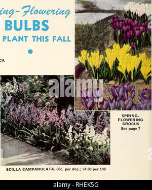 . Bolgiano's selected bulbs and plants for fall 1952 planting. Nurseries (Horticulture) Catalogs; Bulbs (Plants) Catalogs; Seeds Catalogs. SCI LLA CAM PAN U LATA. 60c. per doz.; $4.00 per 100 EXHIBITION HYACINTHS for Your Garden See page 7 WINTER ACONITE 60c. per doz.; $4.25 per 100 MUSCARI HEAVENLY BLUE (Grape Hyacinth) 45c. per doz.; $3.00 per 100. Please note that these images are extracted from scanned page images that may have been digitally enhanced for readability - coloration and appearance of these illustrations may not perfectly resemble the original work.. F. W. Bolgiano &amp; Co; H Stock Photo