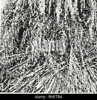 . Bolgiano's capitol city seeds : 1960. Nurseries (Horticulture) Catalogs; Bulbs (Plants) Catalogs; Vegetables Catalogs; Garden tools Catalogs; Seeds Catalogs. Soy Beans Oats. Please note that these images are extracted from scanned page images that may have been digitally enhanced for readability - coloration and appearance of these illustrations may not perfectly resemble the original work.. F. W. Bolgiano &amp; Co; Henry G. Gilbert Nursery and Seed Trade Catalog Collection. Washington, D. C. : F. W. Bolgiano Stock Photo
