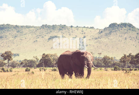 African elephant (Loxodonta africana) cow with young calf in wilderness bush, Kenya Stock Photo