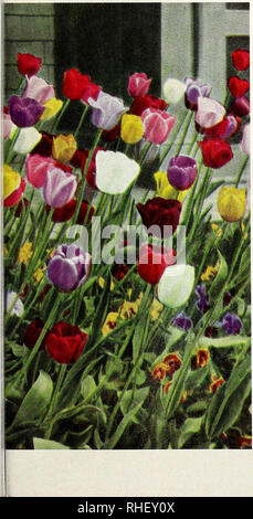 . Bolgiano's fall 1968. Nurseries (Horticulture) Catalogs; Bulbs (Plants) Catalogs; Seeds Catalogs; Trees Catalogs. INSURPASSABLE May-flowcring Double Tulips ^Sr^iwllf MAY-FLOWERING SINGLE TULIPS. Double Early Tulips c Also known as Peony-flowered Tulips, because the very full blooms resemble peonies in shape. Very satisfactory. Height 16 to 22 inches. Plant 5 to 6 inches deep; 6 inches apart. Gold Medal. Lovely deep yellow. 3 for 45c.; $1.60 per doz.; $12.00 per 100. May Wonder. Clear rose. Strong flower and stem. 3 for 45c.; $1.60 per doz.; $12.00 per 100. Mount Tacoma. Large, double, pure w Stock Photo