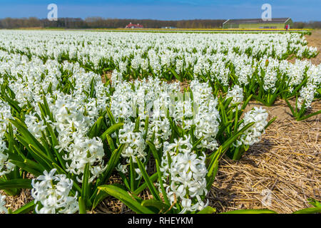 Lisse, the Netherlands - April 14 2018: rows of white dutch common  hyacinth flowers close up low angle of view with blue sky background Stock Photo