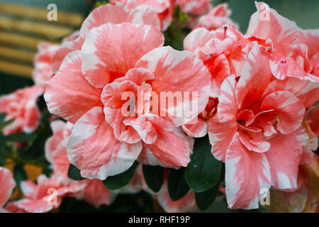 Window plants of white-peach color. Stock Photo