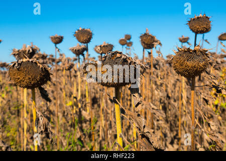 Withered sunflowers in autumn field on blue sky background Stock Photo