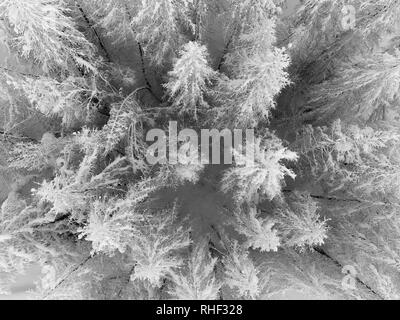 Aerial view of snowy forest and frozen white trees in winter . Stock Photo