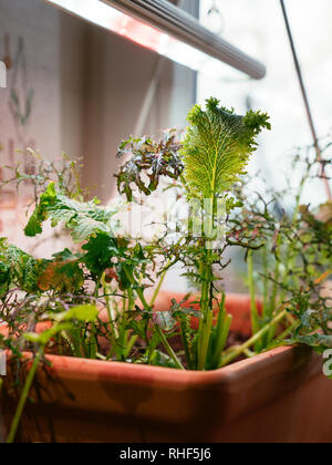 Oriental mustards growing indoors under a grow light to provide fresh salad greens in the winter. Stock Photo