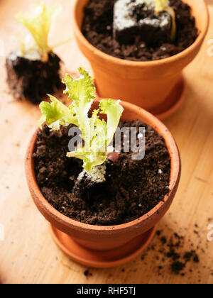 Lettuce scraps with roots replanted in a pot to produce a new lettuce.