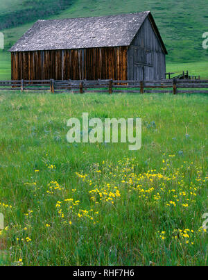 USA, Oregon, Barn and wildflowers in spring at The Nature Conservancy's Zumwalt Prairie Preserve, this area protects North America's largest remaining Stock Photo