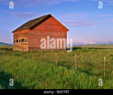 USA, Oregon, Wallowa County, Zumwalt Prairie Preserve,  Weathered barn and native prairie grasses with Wallowa Mountains in the distance.