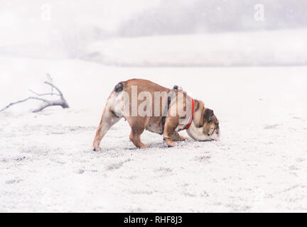 Funny dog of red and black english bulldog playing on the snow  and sniffing something in the snow Stock Photo