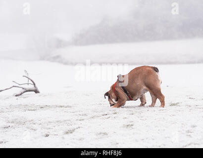 Funny dog of red and black english bulldog playing on the snow  and sniffing something in the snow Stock Photo