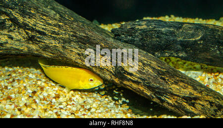 lemon fish cichlid Neolamprologus hiding behind driftwood Stock Photo