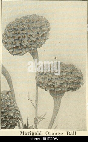 . Bolgiano's capitol city seeds : 1930. Nurseries (Horticulture) Catalogs; Bulbs (Plants) Catalogs; Vegetables Catalogs; Garden tools Catalogs; Seeds Catalogs; Flowers Catalogs; Poultry Equipment and supplies Catalogs. Larkspur GYPSOPHILA (BABY'S BREATH) A. 1024. ELEGANS, WHITE. A quick growing annual with myriads of small, star-shaped pure white flowers on dainty stems. Does well in almost any soil. Sow latter part of April. The plant grows from 10 to 15 inches high. Pkt. 10 cts.; oz. 25 cts. HELICHRYSUM (STRAW FLOWER) A. 864. MIXED. This is really a double-purpose flower. The plants during t Stock Photo