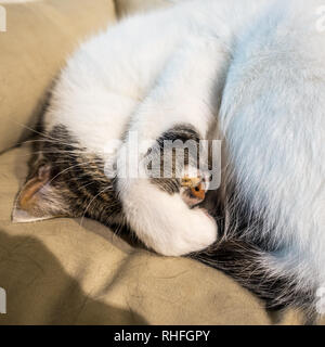 a white and tabby cat sleeping asleep curled up in a cotton basket with paw covering over eyes close up Stock Photo