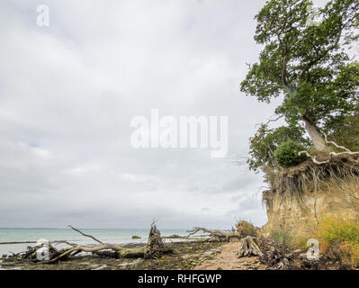 A  beach coast seaside with coastal erosion on Solent shores with uprooted trees lying on the beach and falling into the sea from the cliff edge Stock Photo