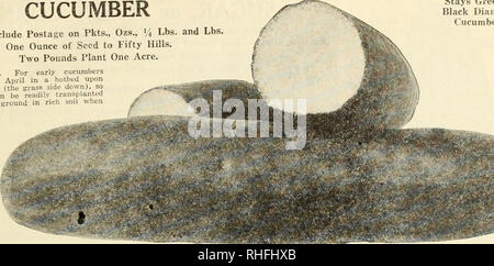 . Bolgiano's capitol city seeds : 1932. Nurseries (Horticulture) Catalogs; Bulbs (Plants) Catalogs; Vegetables Catalogs; Garden tools Catalogs; Seeds Catalogs; Flowers Catalogs; Poultry Equipment and supplies Catalogs. Bolgiano's Selected Cucumber Seed 19 CUCUMBER Prices Include Postage on Pkts., Ozs., "4 Lbs. and Lbs One Ounce of Seed to Fifty Hills. Two Pounds Plant One Acre, Stays Green or Black Diamond Cucumber CULTURE sow first of early cucumbers hotbed upon. For â â. â. April - rieces of sod (the grass side down), so that they can be readily transplanted to the open ground in rich s Stock Photo