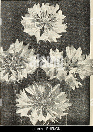 . Bolgiano of Baltimore garden guide 1928. Seeds Maryland Baltimore Catalogs; Vegetables Maryland Baltimore Catalogs; Nurseries (Horticulture) Maryland Baltimore Catalogs; Flowers Seeds Catalogs; Gardening Equipment and supplies Catalogs; Poultry Equipment and supplies Catalogs. Carnation Annual Carnations Improved Marguerite. A very carefully selected strain which gives an abundance of beautiful fringed double flowers within six months from time of sowing. The plants are unusually robust and make a brilliant display of attractive coloring in beds and borders. For table decoration the flowers  Stock Photo