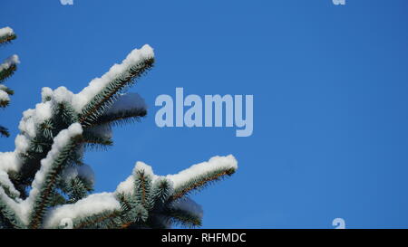 Snow covered pine tree branch against a clear blue sky Stock Photo