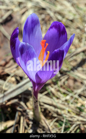 First violet crocus flowers on early spring Carpathian mountains plateau. Stock Photo