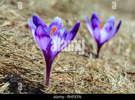 First violet crocus flowers on early spring Carpathian mountains plateau. Stock Photo